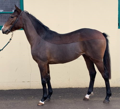 Unnamed Washington DC Filly Unnamed Washington DC Filly