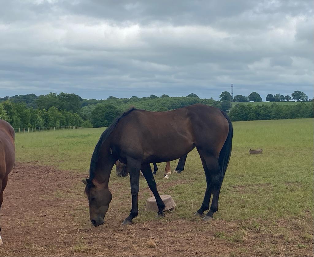 Milan Rouge eating the summer grass