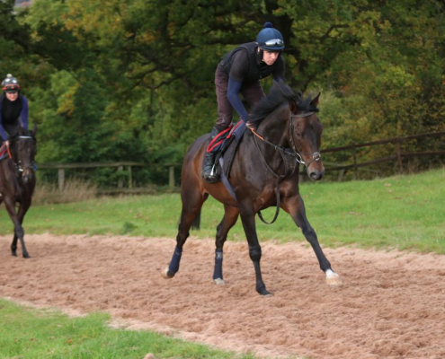 Party Business back in the gallops3 Party business back in the gallops following his fracture