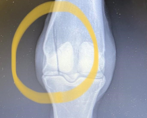 fracture party business xray of party business' fracture to the off hind